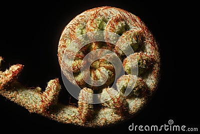 New Fern Leaf Stock Photo