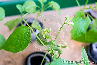 New flower buds growing on a hydroponic plant Stock Photo