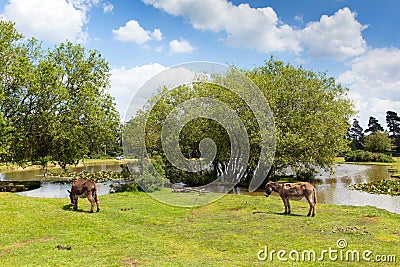 New Forest donkies by a lake on a sunny summer day in Hampshire England UK on a summer day Stock Photo