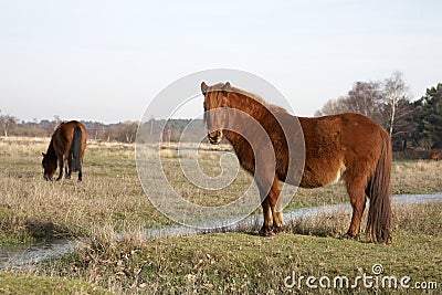 New forest pony Stock Photo