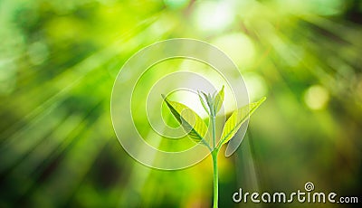 New fresh small plant growth up on green blurred nature Stock Photo