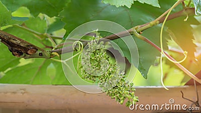 New grapes forming Stock Photo