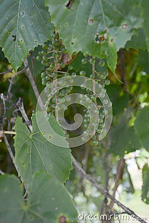 New grapes Stock Photo