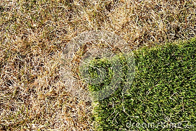 New grass Stock Photo