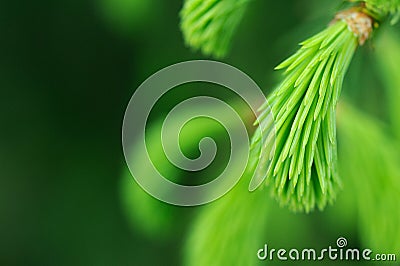 New Green Needles of Spruce Tree Stock Photo