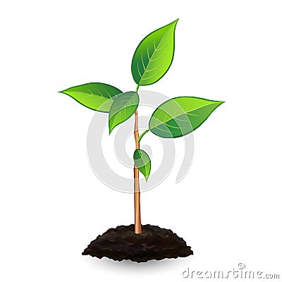 New green sprout and soil, on white background Vector Illustration
