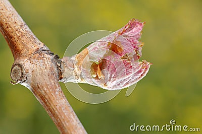 New growth budding out from grapevine Vineyard. Stock Photo