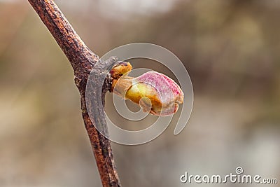 New growth budding out from grapevine Vineyard, Georgia Stock Photo