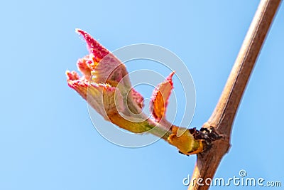 New growth budding out from grapevine Vineyard, Georgia Stock Photo