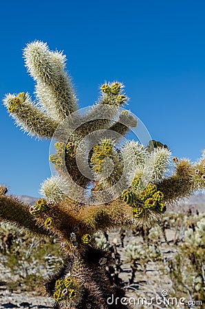 New Growth on Cholla Cactus Stock Photo