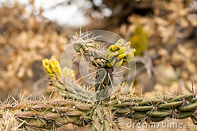 New Growth on A Cholla Cactus In Guadalupe Mountians Stock Photo