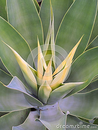 New Growth, Green Shrub, Agave Attenuata Stock Photo