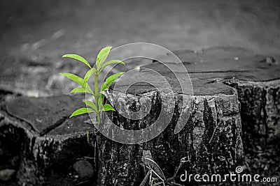 New growth from old concept. Recycled tree stump growing a new sprout or seedling. Aged old log with warm gray texture and rings. Stock Photo