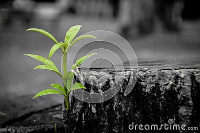 New growth from old concept. Recycled tree stump growing a new sprout or seedling. Aged old log with warm gray texture and rings. Stock Photo