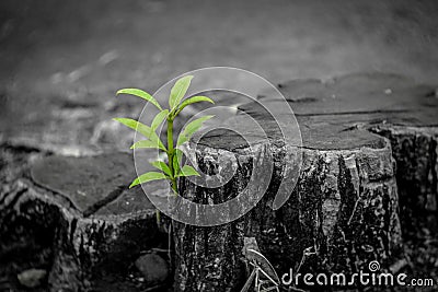 New growth from old concept. Recycled tree stump growing a new sprout or seedling. Aged old log with warm gray texture and rings. Stock Photo