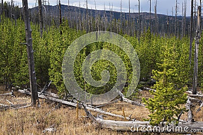 New growth of pine forest after fire damage. Stock Photo