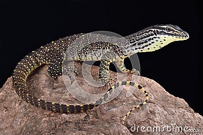 New Guinea Argus monitor Varanus panoptes horni Stock Photo