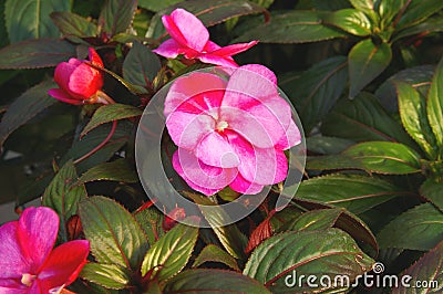 New Guinea Impatiens Stock Photo