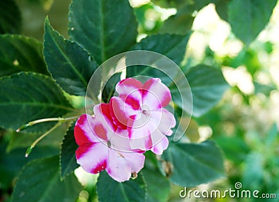 New Guinea Impatiens flowers Stock Photo