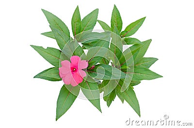 New Guinea impatiens flowers Stock Photo