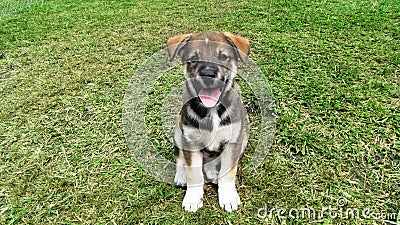 New Guinea Singing Dog puppy Stock Photo