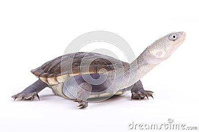 New Guinea snake-necked turtle, Chelodina novaeguineae Stock Photo