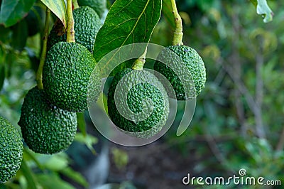 New harvest on avocado trees plantations on La Palma island, Canary islands, Spain Stock Photo