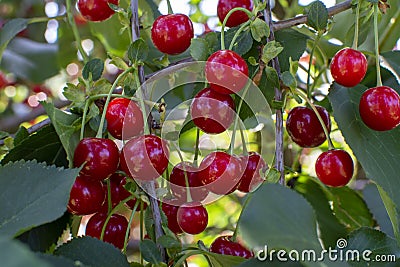 New harvest of Prunus cerasus sour cherry, tart cherry, or dwarf cherry in sunny garden Stock Photo