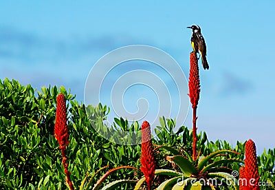 New Holland Honeyeater Stock Photo