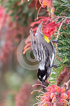 New Holland Honeyeater in Australia Stock Photo