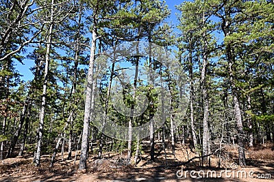 New Jersey Pine Barrens Stock Photo