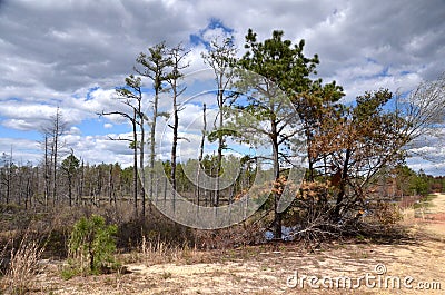 New Jersey Pine Barrens Stock Photo