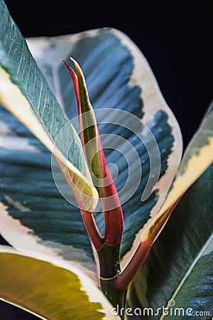 New leaf forming on Ficus Elastica `Tineke`. Stock Photo