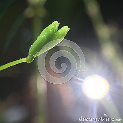 Sensitive Plant Mimosa Pudica New Leaves Emerging Stock Photo