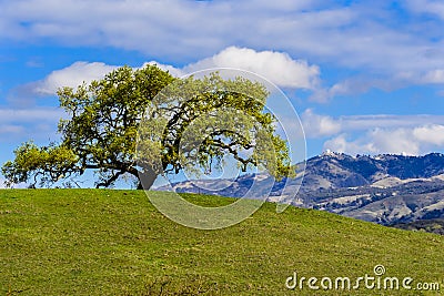 New leaves growing on the branches of a valley oak (Quercus lobata) in springtime; Mt Hamilton in the background, south San Stock Photo