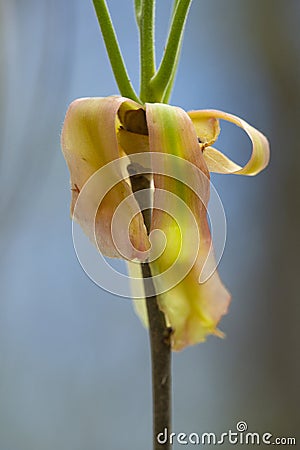 New leaves of shagbark hickory emerging, with long bud scales Stock Photo