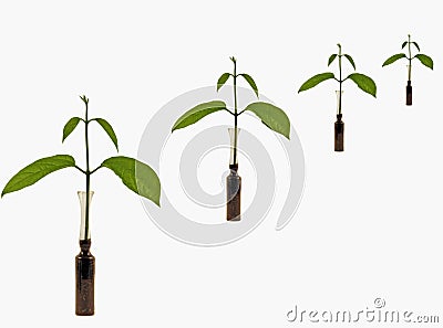 New life in clones of plants Stock Photo