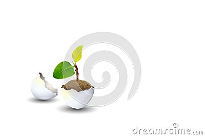 Little sprout green tree growth in eggshell isolated on white background. Stock Photo
