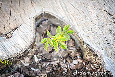 New Life concept with seedling growing sprout on the stump Stock Photo