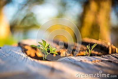 New Life concept with seedling growing sprout on the stump Stock Photo