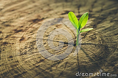 New Life concept with seedling growing sprout tree. Stock Photo