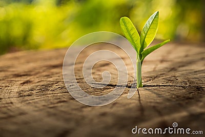 New Life concept with seedling growing sprout tree. Stock Photo