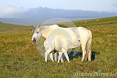 New Life, Dartmoor mare & foal. Stock Photo