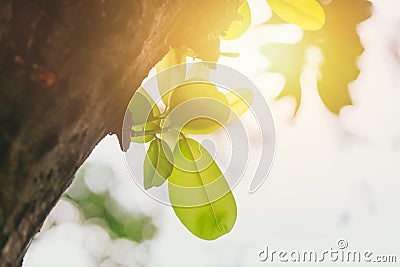 New life everyday concept green tree sprout in the park Stock Photo