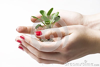 New life in hands Stock Photo