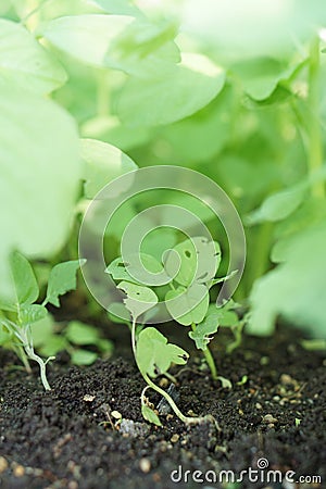 New life sprouts Spinach in home a garden. Stock Photo