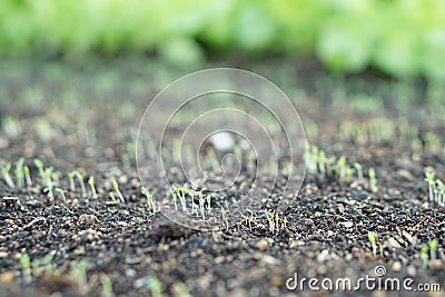 New life sprouts Spinach in home a garden. Stock Photo
