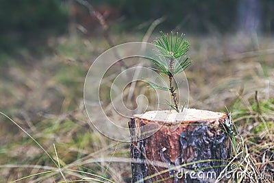 new life strenght and development concept - young pine sprout growing from tree stump Stock Photo