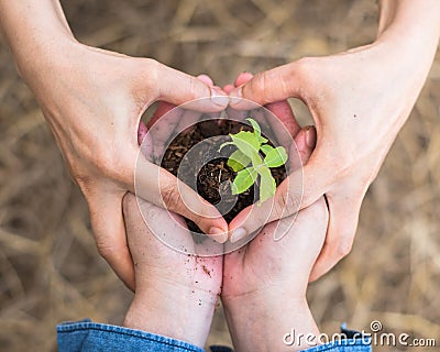 New life with volunteer planting young tree bud growing on soil in community together people`s hands in heart shape for nature Stock Photo