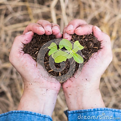 New life with volunteer planting young tree bud growing on soil in farmer person`s hands in heart shape for nature, go green Stock Photo